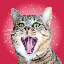 CRAZYCAT icon