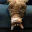USDCAT icon