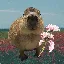 CAPY icon