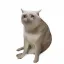 CASHCAT icon