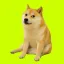 CASHDOG icon