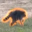 JIMOTHY icon
