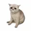 BABYCASHCAT icon