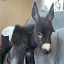 HEEHAW icon