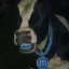 MOO icon